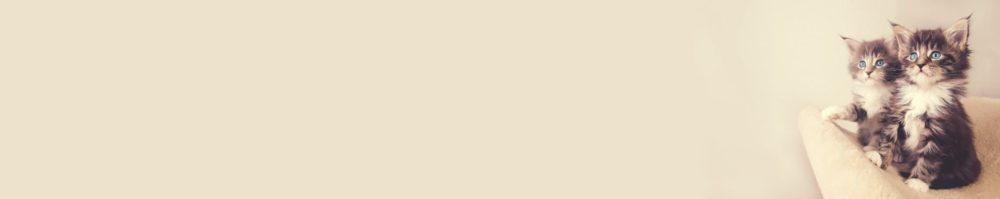 <span  class="uc_style_uc_tiles_grid_image_elementor_uc_items_attribute_title" style="color:#ffffff;">skinali-11821</span>