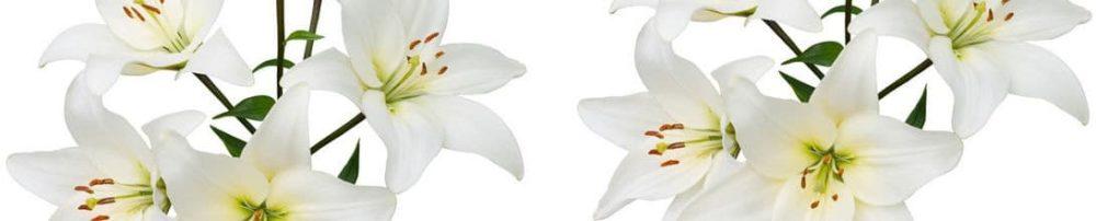 <span  class="uc_style_uc_tiles_grid_image_elementor_uc_items_attribute_title" style="color:#ffffff;">skinali 1919</span>