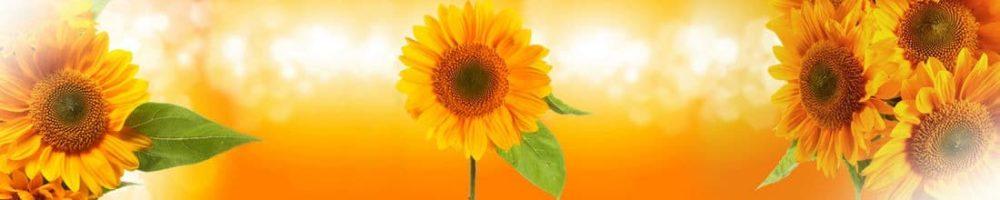 <span  class="uc_style_uc_tiles_grid_image_elementor_uc_items_attribute_title" style="color:#ffffff;">skinali 2804</span>