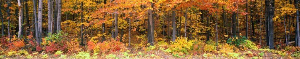<span  class="uc_style_uc_tiles_grid_image_elementor_uc_items_attribute_title" style="color:#ffffff;">skinali 2842</span>