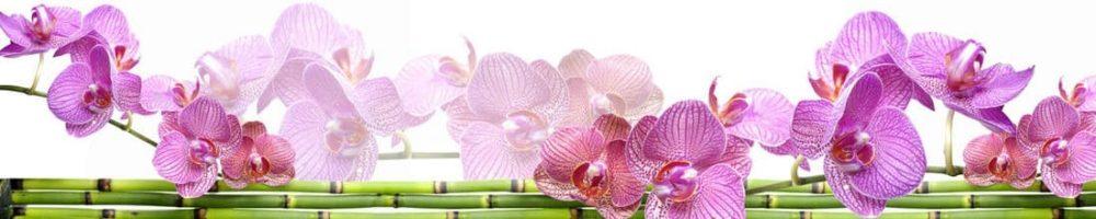 <span  class="uc_style_uc_tiles_grid_image_elementor_uc_items_attribute_title" style="color:#ffffff;">skinali 2878</span>