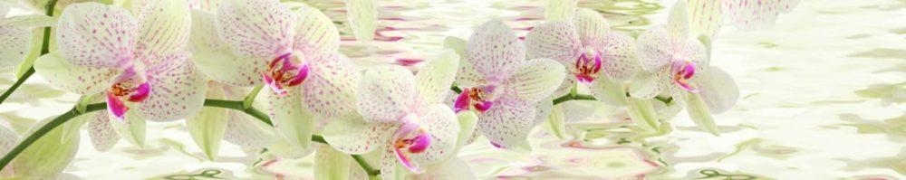 <span  class="uc_style_uc_tiles_grid_image_elementor_uc_items_attribute_title" style="color:#ffffff;">skinali 3356</span>