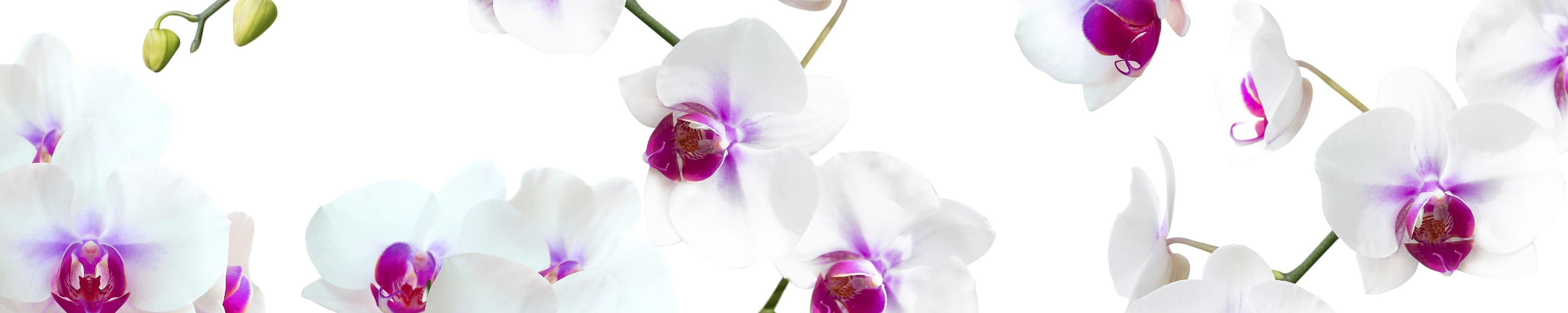 <span  class="uc_style_uc_tiles_grid_image_elementor_uc_items_attribute_title" style="color:#ffffff;">skinali-4223</span>