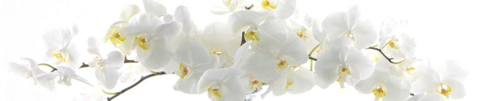 <span  class="uc_style_uc_tiles_grid_image_elementor_uc_items_attribute_title" style="color:#ffffff;">skinali-4451</span>