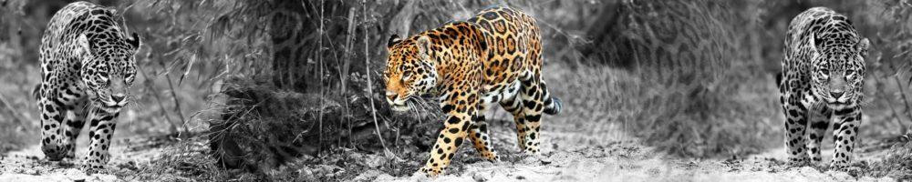 <span  class="uc_style_uc_tiles_grid_image_elementor_uc_items_attribute_title" style="color:#ffffff;">skinali-4574</span>