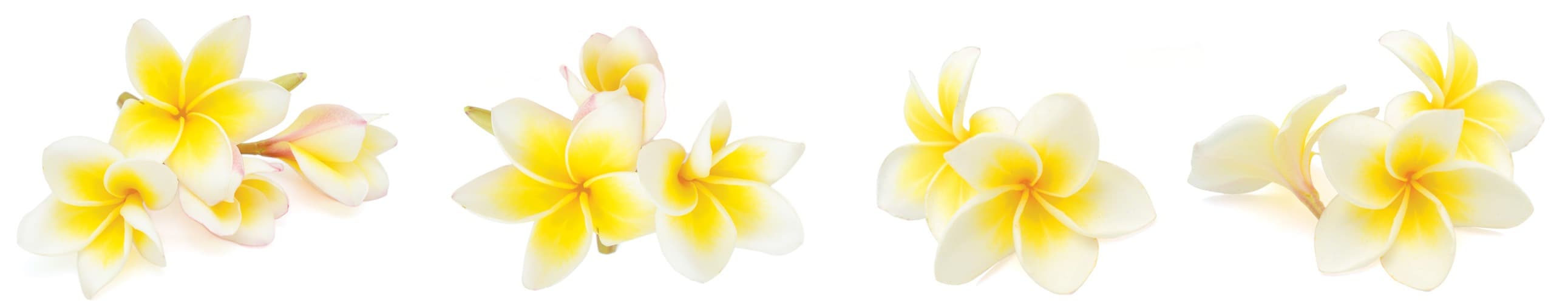 <span  class="uc_style_uc_tiles_grid_image_elementor_uc_items_attribute_title" style="color:#ffffff;">skinali-4831</span>