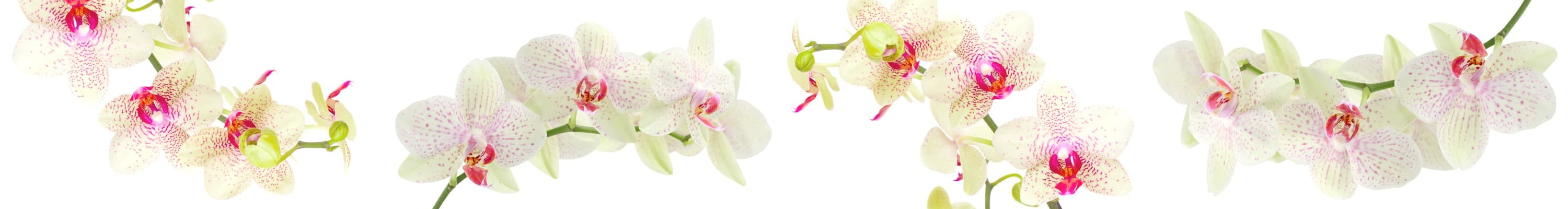 <span  class="uc_style_uc_tiles_grid_image_elementor_uc_items_attribute_title" style="color:#ffffff;">skinali-4941</span>