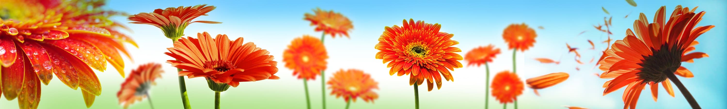 <span  class="uc_style_uc_tiles_grid_image_elementor_uc_items_attribute_title" style="color:#ffffff;">skinali-5165</span>