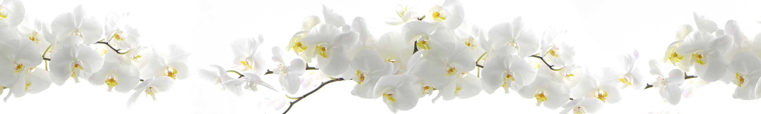 <span  class="uc_style_uc_tiles_grid_image_elementor_uc_items_attribute_title" style="color:#ffffff;">skinali-5248</span>