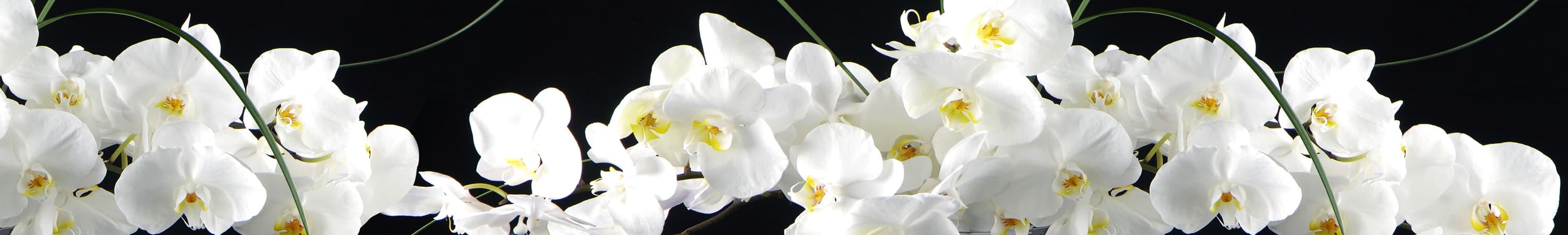 Скинали орхидеи на черном фоне