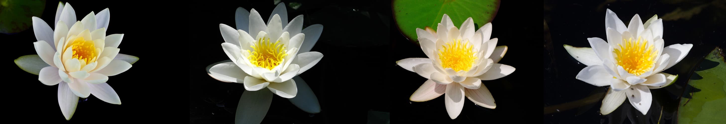<span  class="uc_style_uc_tiles_grid_image_elementor_uc_items_attribute_title" style="color:#ffffff;">skinali-5430</span>