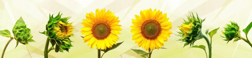 <span  class="uc_style_uc_tiles_grid_image_elementor_uc_items_attribute_title" style="color:#ffffff;">skinali-5442</span>