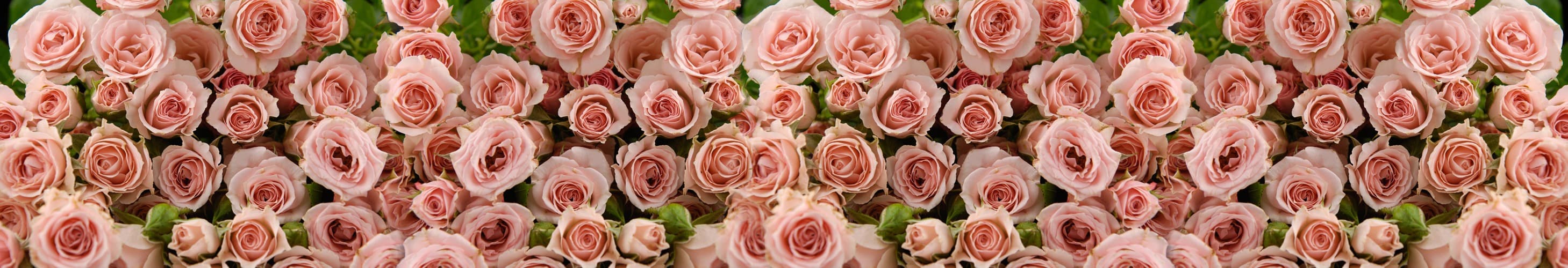 <span  class="uc_style_uc_tiles_grid_image_elementor_uc_items_attribute_title" style="color:#ffffff;">skinali-5502</span>