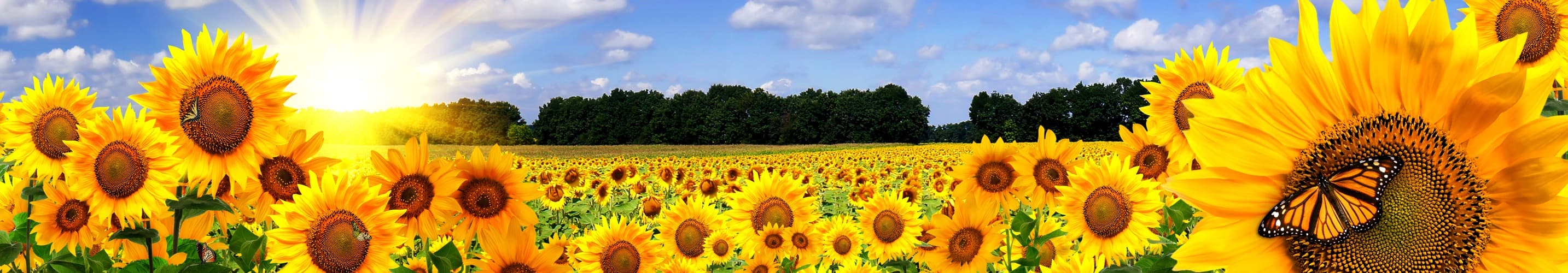 <span  class="uc_style_uc_tiles_grid_image_elementor_uc_items_attribute_title" style="color:#ffffff;">skinali-5613</span>