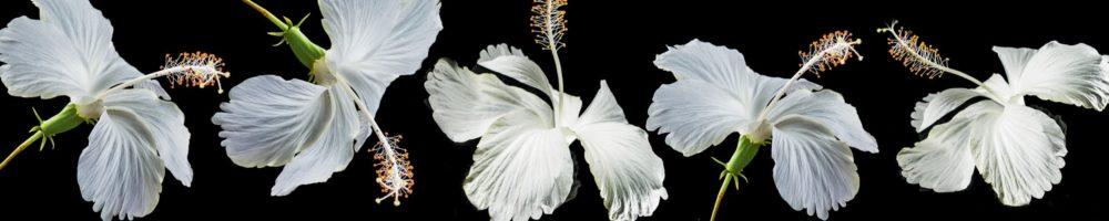 <span  class="uc_style_uc_tiles_grid_image_elementor_uc_items_attribute_title" style="color:#ffffff;">skinali-5671</span>