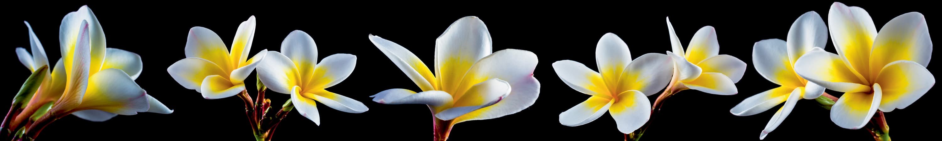 <span  class="uc_style_uc_tiles_grid_image_elementor_uc_items_attribute_title" style="color:#ffffff;">skinali-5699</span>