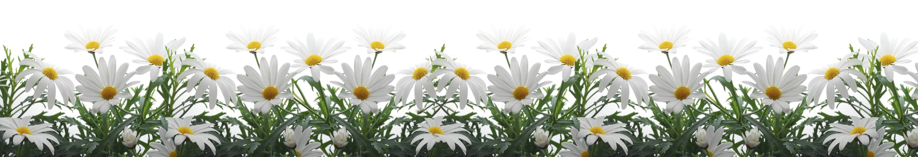 <span  class="uc_style_uc_tiles_grid_image_elementor_uc_items_attribute_title" style="color:#ffffff;">skinali-5807</span>