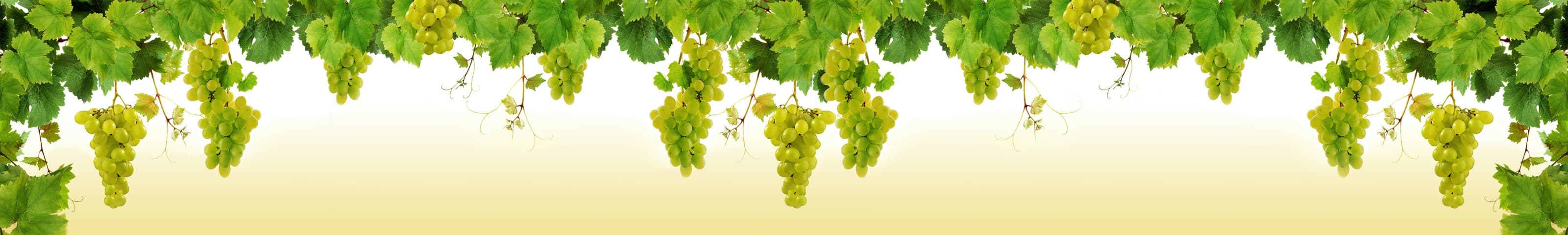 <span  class="uc_style_uc_tiles_grid_image_elementor_uc_items_attribute_title" style="color:#ffffff;">skinali-6117</span>
