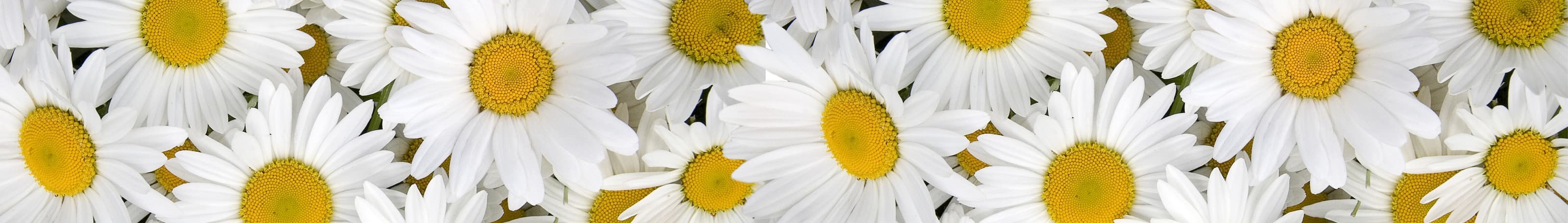 <span  class="uc_style_uc_tiles_grid_image_elementor_uc_items_attribute_title" style="color:#ffffff;">skinali-6199</span>