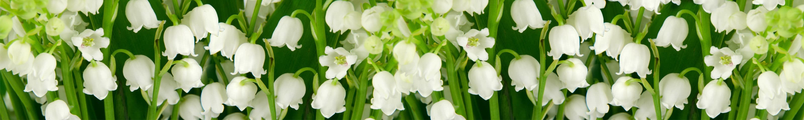 <span  class="uc_style_uc_tiles_grid_image_elementor_uc_items_attribute_title" style="color:#ffffff;">skinali-6322</span>