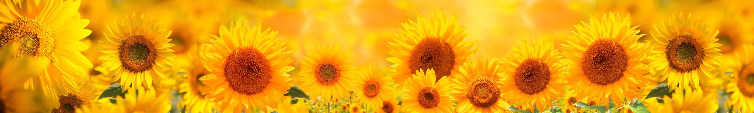 <span  class="uc_style_uc_tiles_grid_image_elementor_uc_items_attribute_title" style="color:#ffffff;">skinali-6416</span>