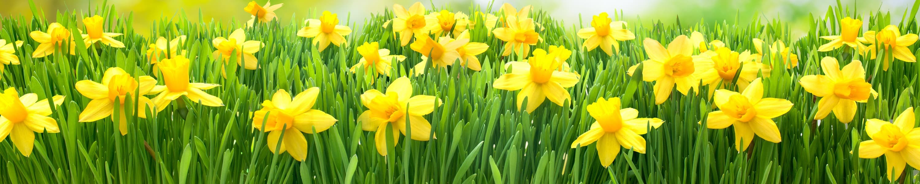 <span  class="uc_style_uc_tiles_grid_image_elementor_uc_items_attribute_title" style="color:#ffffff;">skinali-6806</span>