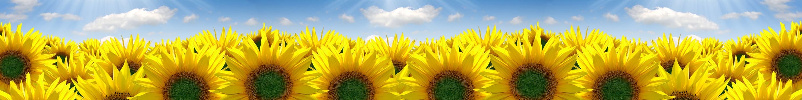 <span  class="uc_style_uc_tiles_grid_image_elementor_uc_items_attribute_title" style="color:#ffffff;">skinali-7250</span>