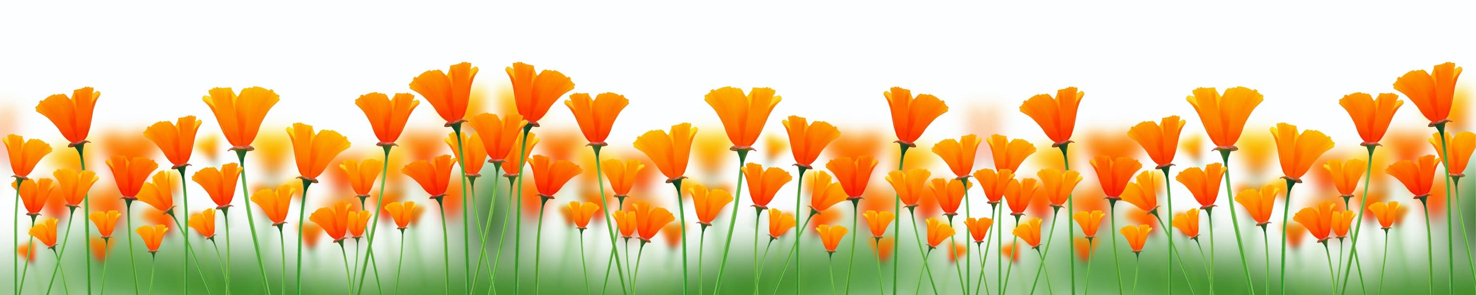 <span  class="uc_style_uc_tiles_grid_image_elementor_uc_items_attribute_title" style="color:#ffffff;">skinali-7527</span>
