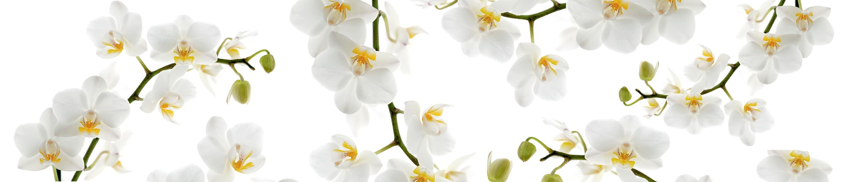 <span  class="uc_style_uc_tiles_grid_image_elementor_uc_items_attribute_title" style="color:#ffffff;">skinali-7568</span>