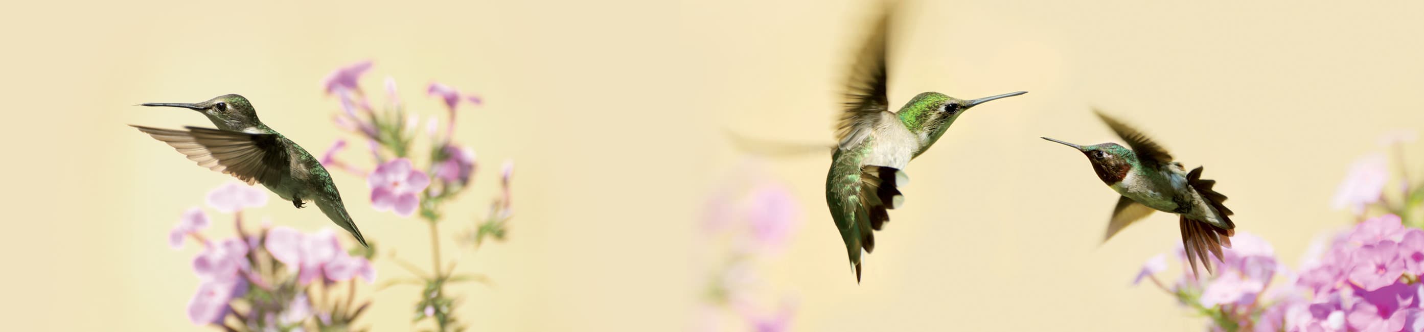 <span  class="uc_style_uc_tiles_grid_image_elementor_uc_items_attribute_title" style="color:#ffffff;">skinali-7695</span>