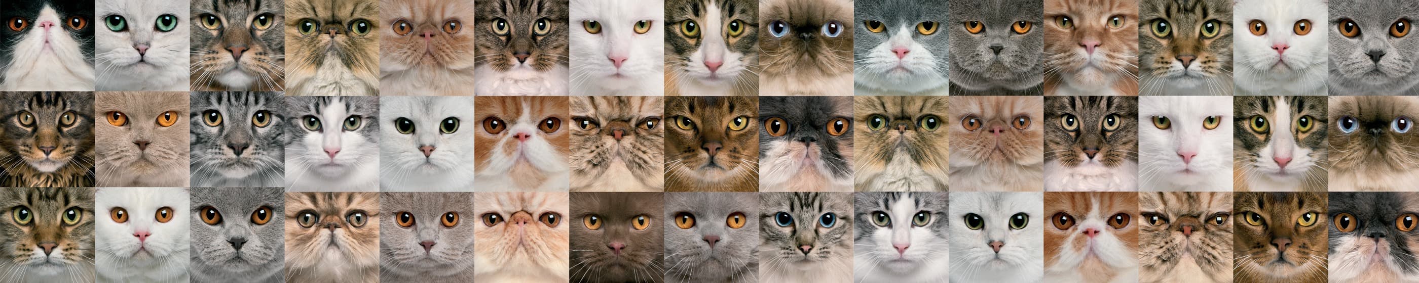 <span  class="uc_style_uc_tiles_grid_image_elementor_uc_items_attribute_title" style="color:#ffffff;">skinali-7703</span>