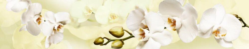 <span  class="uc_style_uc_tiles_grid_image_elementor_uc_items_attribute_title" style="color:#ffffff;">skinali-8357</span>