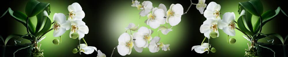 <span  class="uc_style_uc_tiles_grid_image_elementor_uc_items_attribute_title" style="color:#ffffff;">skinali-8827</span>