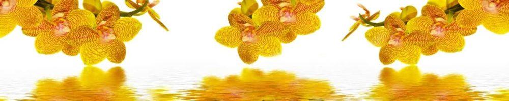 <span  class="uc_style_uc_tiles_grid_image_elementor_uc_items_attribute_title" style="color:#ffffff;">skinali-8997</span>