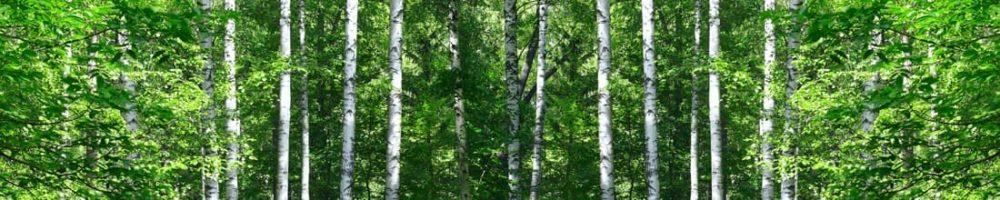 <span  class="uc_style_uc_tiles_grid_image_elementor_uc_items_attribute_title" style="color:#ffffff;">skinali-9254</span>